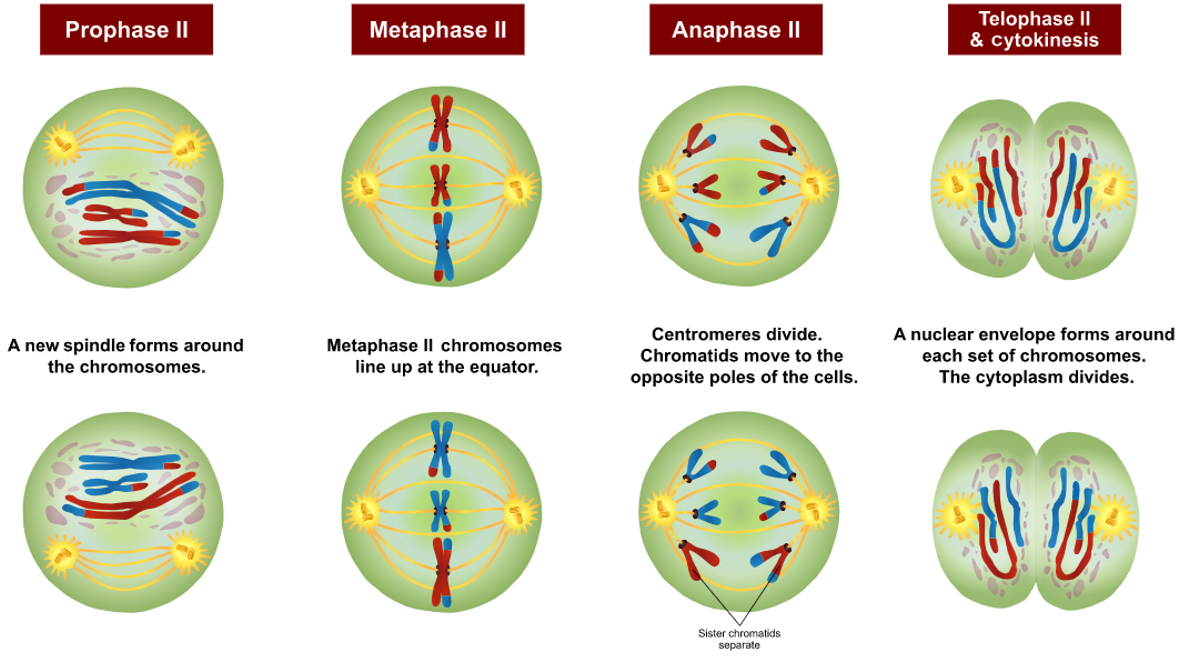 Meiosis ll
