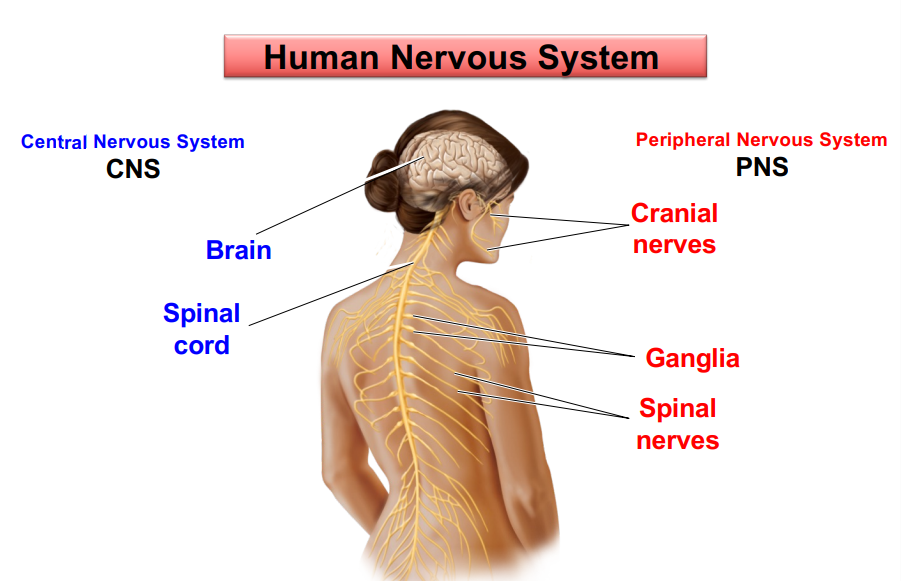 <p>brain and spinal cord~</p>