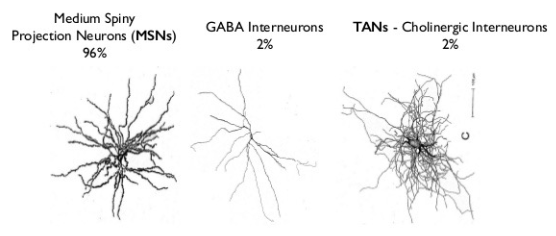 <p>star shaped, projected locally - inhibiting and synchronizing, generate patterns of brain activity</p><ul><li><p>short axon</p></li></ul><p></p>