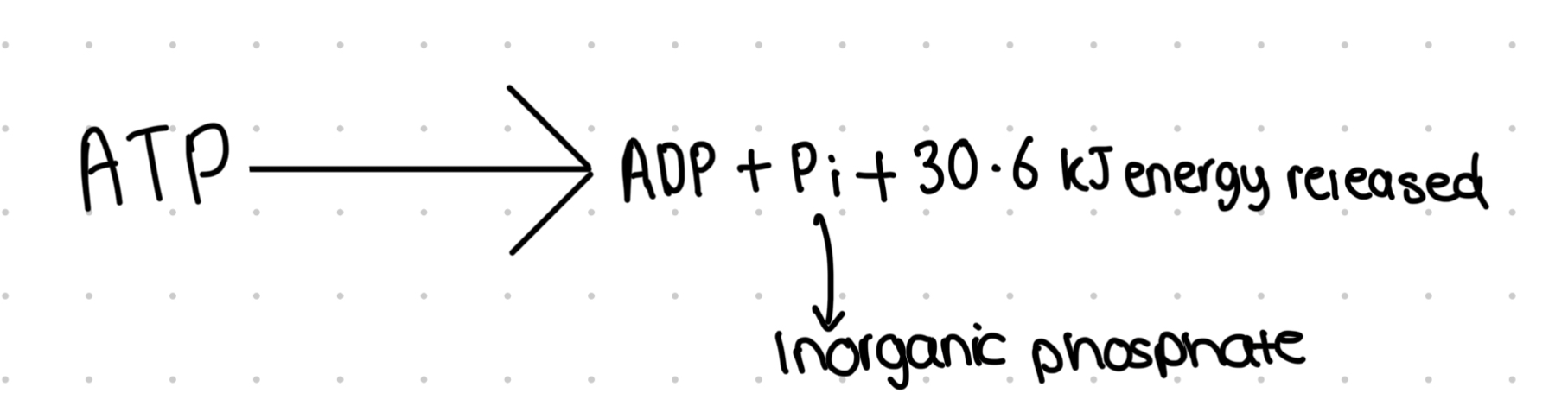 <ul><li><p>Movement of molecules/ ions into or out of a cell, from a region of lower concentration to a region of higher concentration</p></li><li><p>As its movement is against the concentration gradient, carrier proteins and ATP are used</p></li><li><p>E.g. root hair cells accumulate more of an ion that they could via diffusion/ facilitated diffusion</p></li></ul>