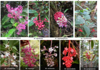 <p>melatomataceae </p><p>sn: medinillia sp.</p>