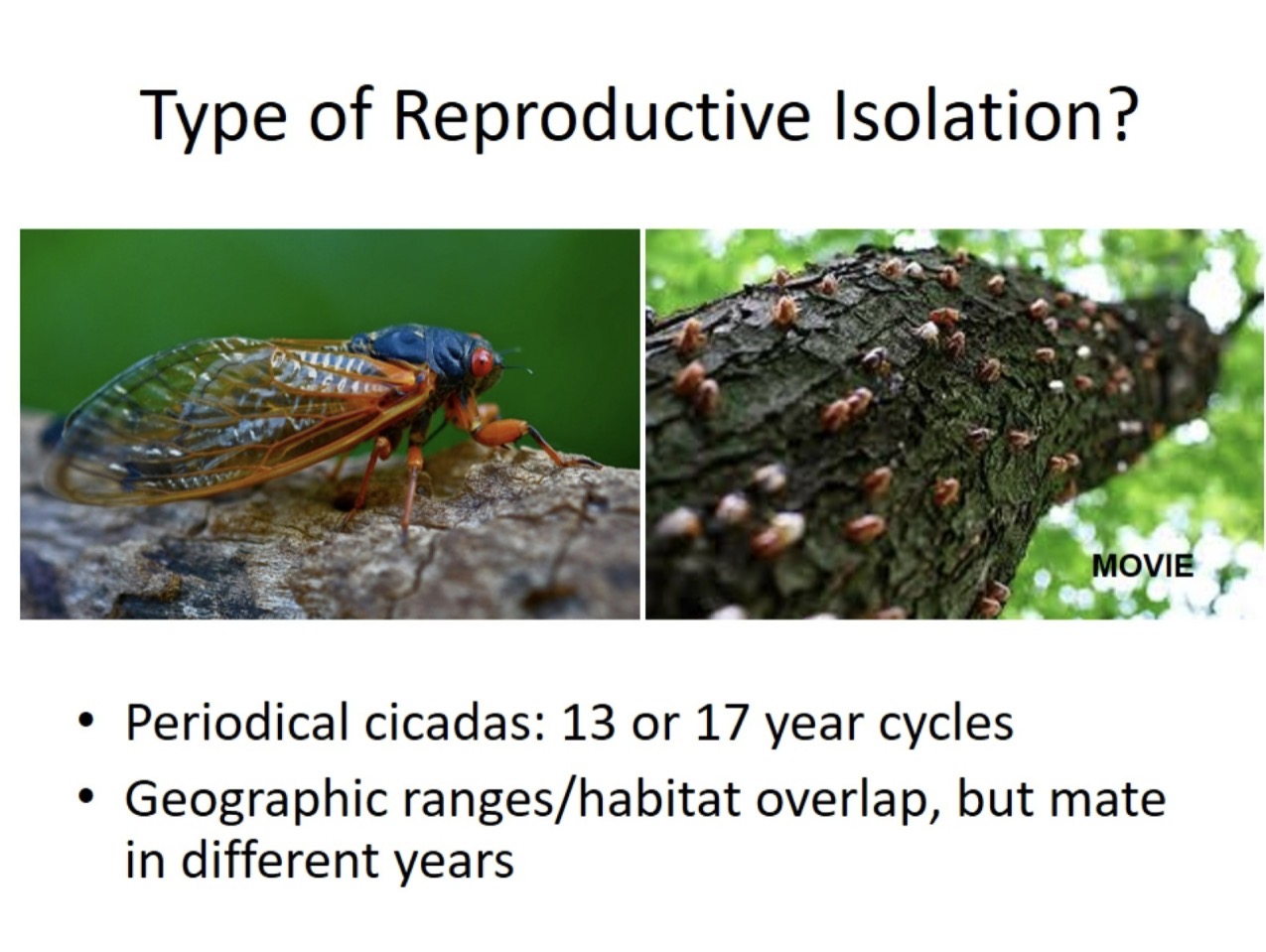 <p>What type of reprodtive isolation is this?</p>