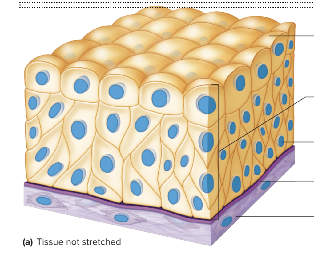 <p>Function: Stretchability and projection</p><p>Location: Inner lining of urinary bladder ad linings of ureters and part of urethra. (Unstretched)</p>