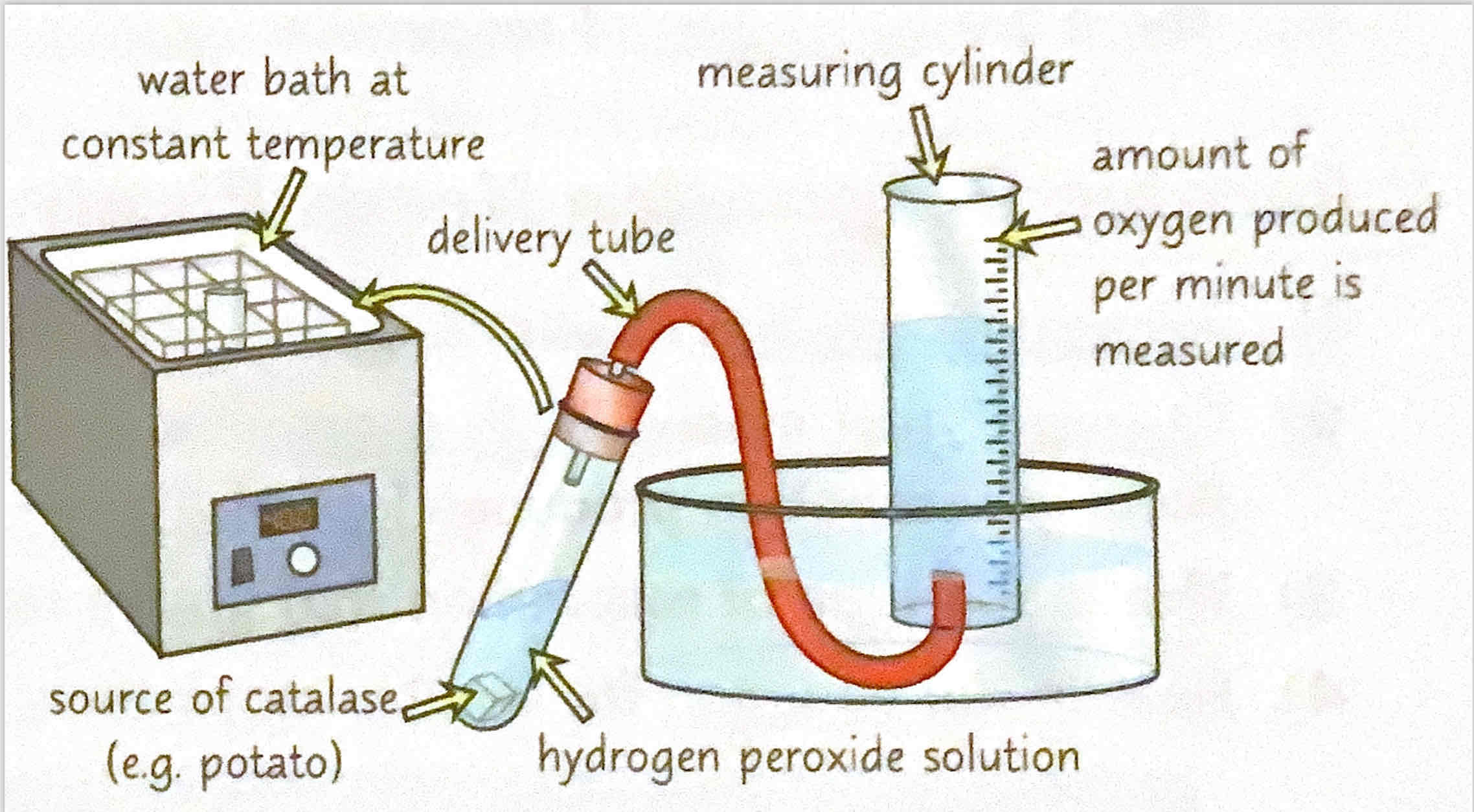 <p>1) The enzyme catalase catalyses the breakdown of hydrogen peroxide into water and oxygen.</p><p>2) You can collect the oxygen and measure how much is produced in the set time.</p><p>3) Use a pPierre to add a set amount of hydrogen peroxide to a boiling tube. Put the tube in a water bath at 10°C.</p><p>4) Set up the rest of the apparatus as shown at</p><p>5) Add a source of catalase (e.g. 1cm³ of potato) to the hydrogen peroxide and quickly attached the bung.</p><p>6) Record how much oxygen is produced in the first minute. Repeat three times and calculate the mean.</p><p>7) Repeat at 20° 30° and 40°</p><p><span data-name="sunglasses" data-type="emoji">😎</span> Control any variable (e.g. pH, potato used or size of potato) to make it a fair test</p><p>9) Calculate the mean rate of reaction at each temperature by dividing the mean volume of oxygen produced in centimetres cubed by the time taken ie 60 seconds. The units will be 60 cm³ per second. .</p>