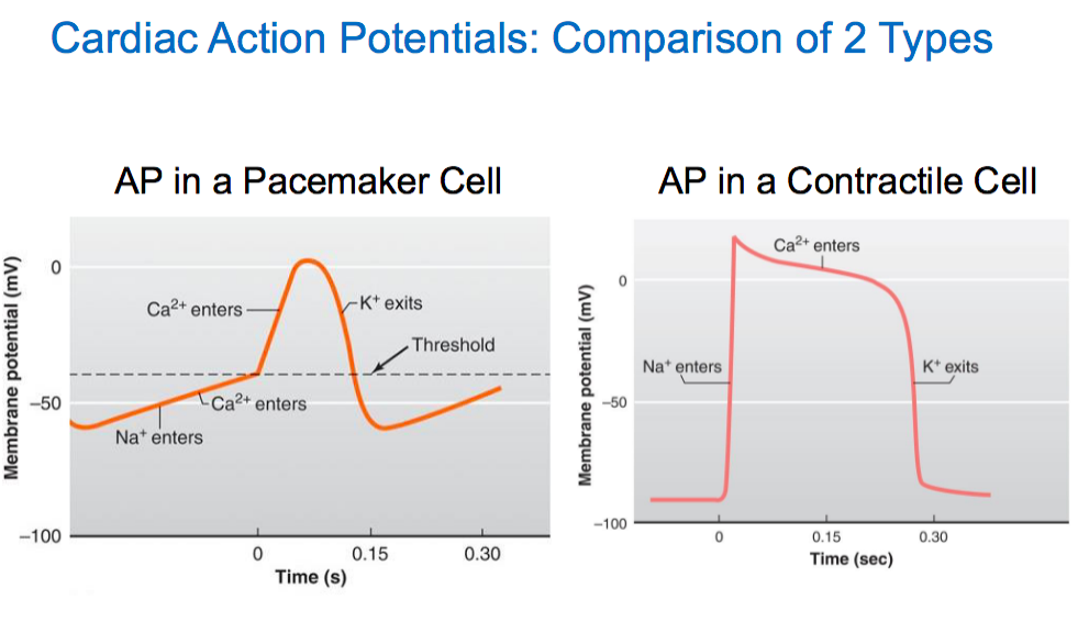 <p>Cardiac Action Potentials : in contractile cells&nbsp;</p>