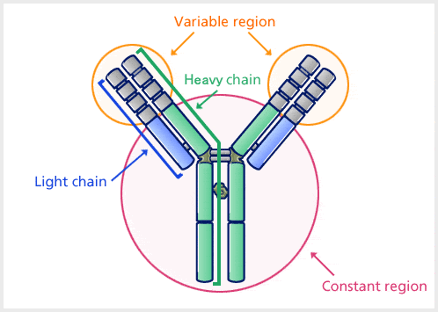<p>- Antigen binding site (NOTE: we tried our best to find a diagram that shows it but its on the top left and top right of structure so make sure you label it)</p><p>- Light chain </p><p>- Heavy chain</p><p>- Constant region </p><p>- Variable region</p>