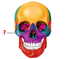 Identify this bone.