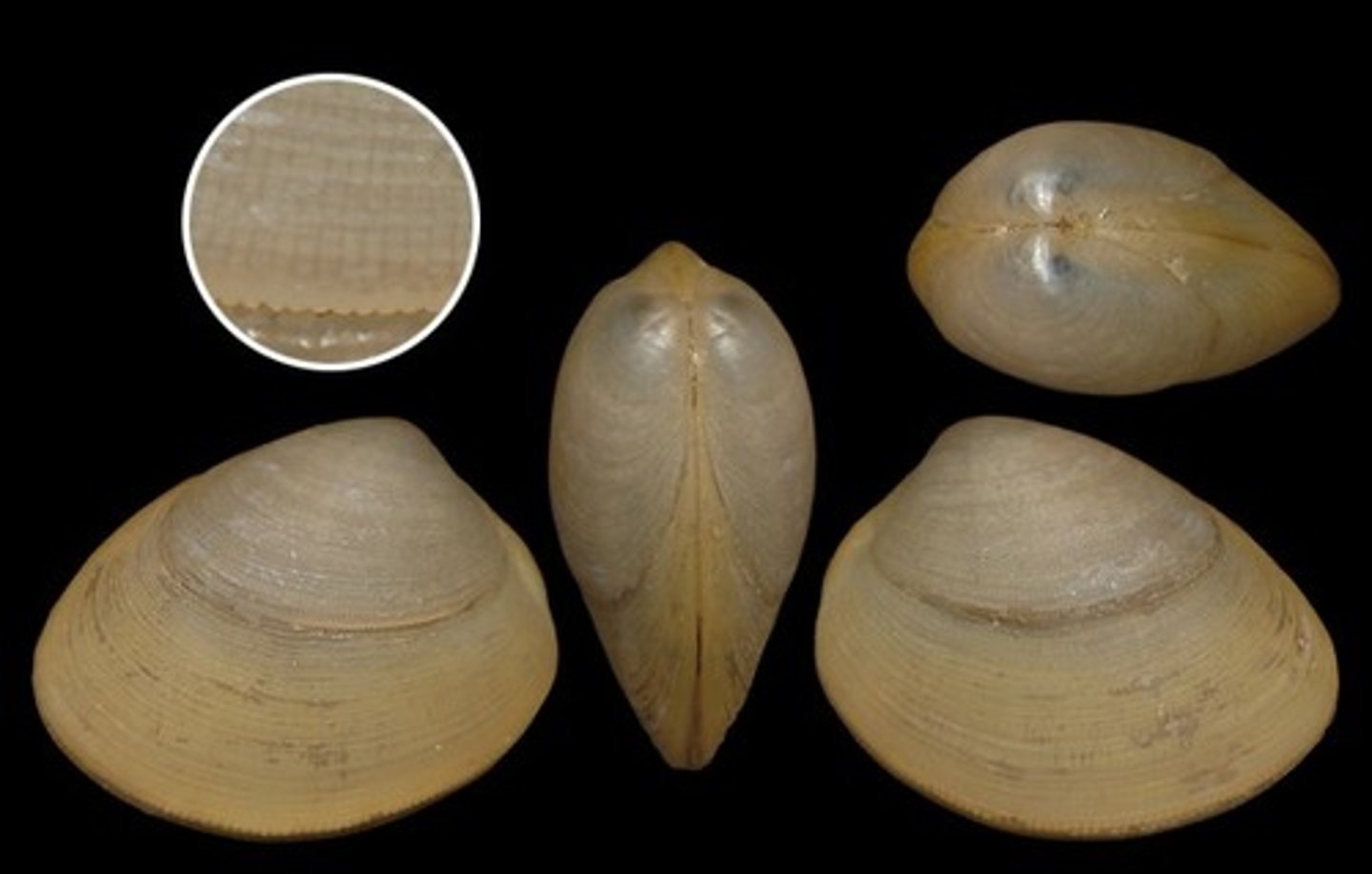 <p>Bivalve genus of very small saltwater clams</p>