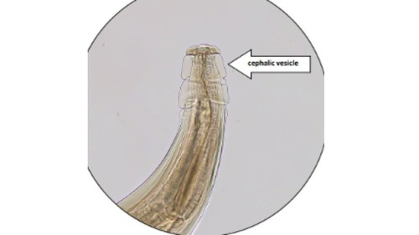 <p>Large bursate ruminant strongyle that forms nodules in large intestine of small & large ruminants</p><p>-AKA nodular worm</p><p>*Characteristic cephalic vesicle surrounding a cylindrical buccal capsule </p>