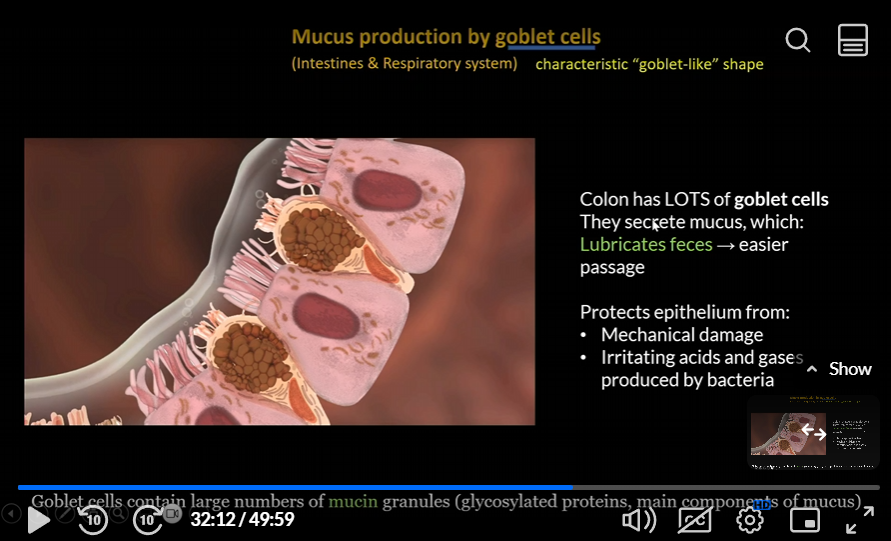 <p>lots of goblet cells in the colon, which lubricates feces, leading to easier passage </p><p>protects epithelium from mechanical damage </p><p>irritating acids and gases produced by bacteria </p>