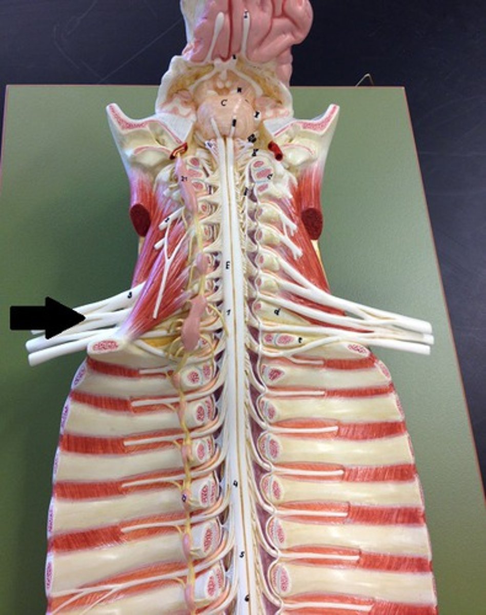 <p>network of interlacing nerves found in the upper arm area</p>