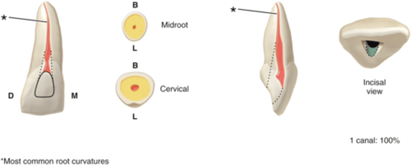 <p>maxillary central incisors access shape</p>