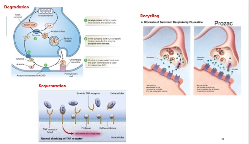 <p>Removal/ inactivation of signal </p><ul><li><p class="Paragraph WhiteSpaceCollapse SCXP180476699 BCX8" style="text-align: left;"><span><span>By </span><strong><span>degradation</span></strong><span> e.g. hydrolysis of acetylcholine by acetylcholinesterase</span></span><span style="line-height: 0px;"><span></span></span></p></li><li><p class="Paragraph WhiteSpaceCollapse SCXP180476699 BCX8" style="text-align: left;"><span><span>By </span><strong><span>recycling</span></strong><span> of signalling molecule e.g. neurotransmitters: serotonin,dopamine</span></span><span style="line-height: 0px;"><span></span></span></p></li><li><p class="Paragraph WhiteSpaceCollapse SCXP180476699 BCX8" style="text-align: left;"><span><span>By </span><strong><span>sequestration</span></strong><span> by other proteins e.g. soluble TNF receptor</span></span></p></li></ul><p></p>