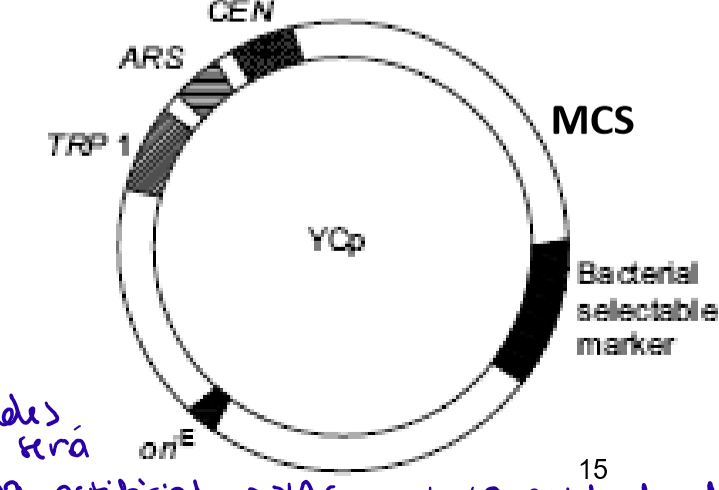 <p>YCps</p><ul><li><p>ARS (autonomously replicating sequences)</p><ul><li><p>100pb</p></li><li><p>Origen de replicación cromosomal</p></li></ul></li><li><p>CEN: secuencia centromérica que asegura una segregación estable durante la división celular</p></li><li><p>TRP1: marcador auxotrófico</p></li><li><p>Vector shuttle → ori E. coli + marcador de selección bacteriano</p></li></ul><p></p>