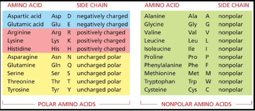 <p>Consider the Following Peptide: Met-Ile-Leu-Ala-Phe-Ile-Val-Leu; Overall, This Peptide is Likely to be</p>
