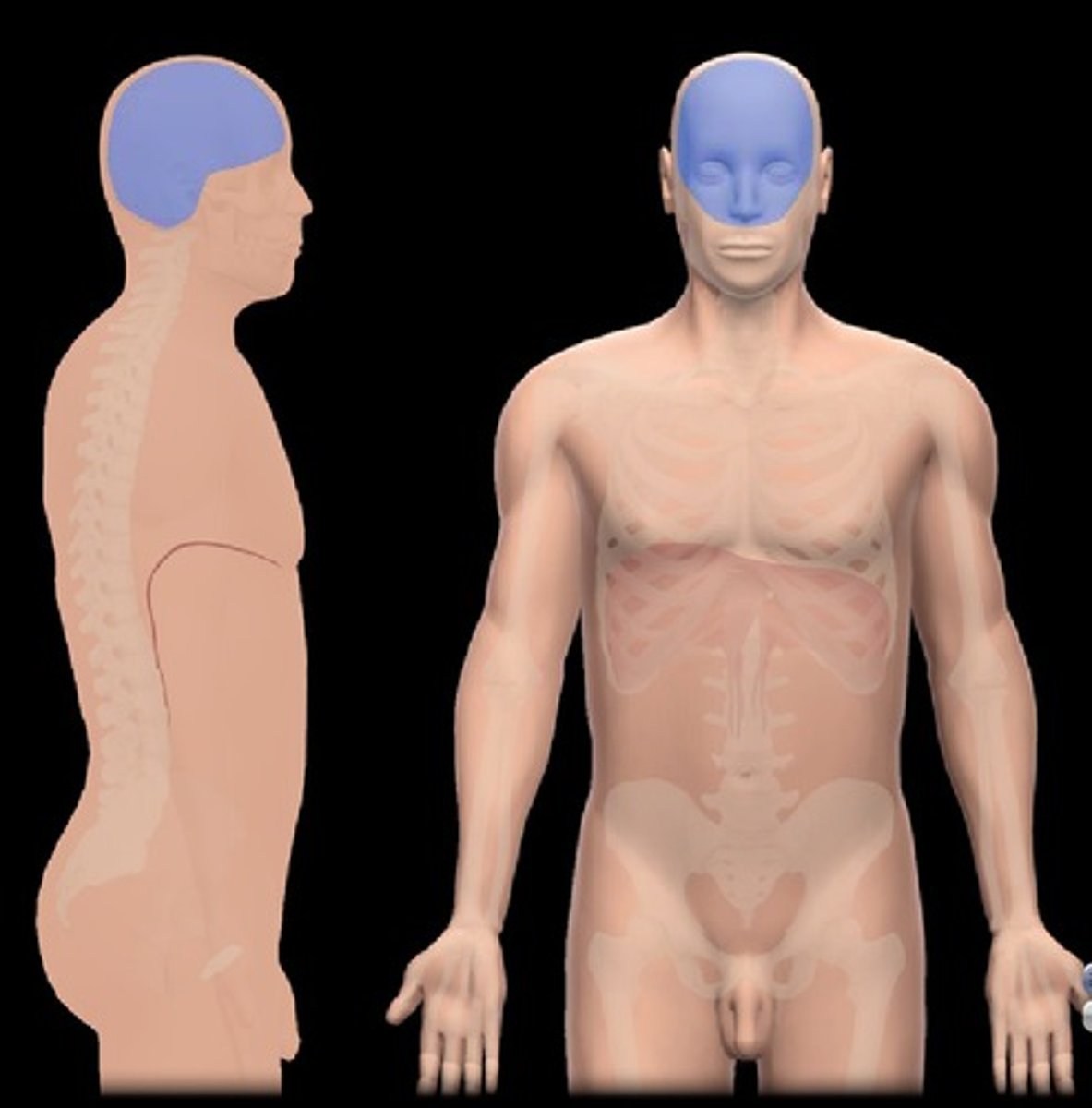 <p>Formed by cranial bones and protects the brain</p>