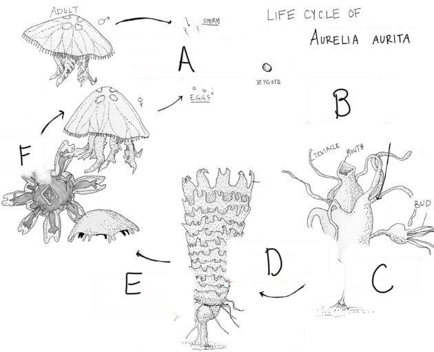 <p>What phylum and class is this organism? Label the steps and types of reproduction.</p>