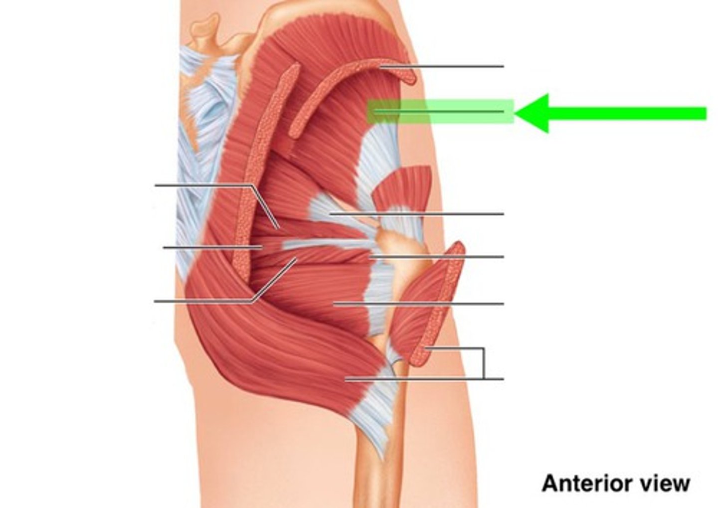 <p>What muscle is this?</p>