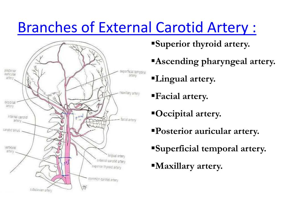 <p>T/F Anterior branches of external carotid artery are:</p><p><strong>T -</strong> A. A. thyroidea superior</p><p><strong>F -</strong> B. A. occipitalis</p><ul><li><p>posterior branch</p></li></ul><p><strong>T -</strong> C. A. lingualis</p><p><strong>F -</strong> D. A. subscapularis</p><ul><li><p>branch of axillary artery</p></li></ul><p><strong>T -</strong> E. A. facialis</p>