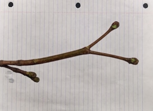 <p>plump, turban shaped buds; 1/4-3/4 inch long; stout smooth lustrous olive-brown twig</p>