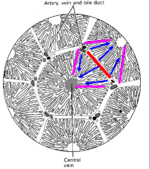 <p>The volume stretching between 2 portal tracts and out to the 2 nearby central veins</p>