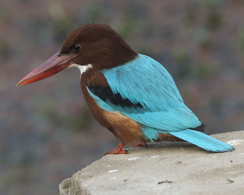 (n.) a legendary bird identified with the kingfisher; (adj.) of or relating to the halcyon; calm, peaceful; happy, golden; prosperous, affluent