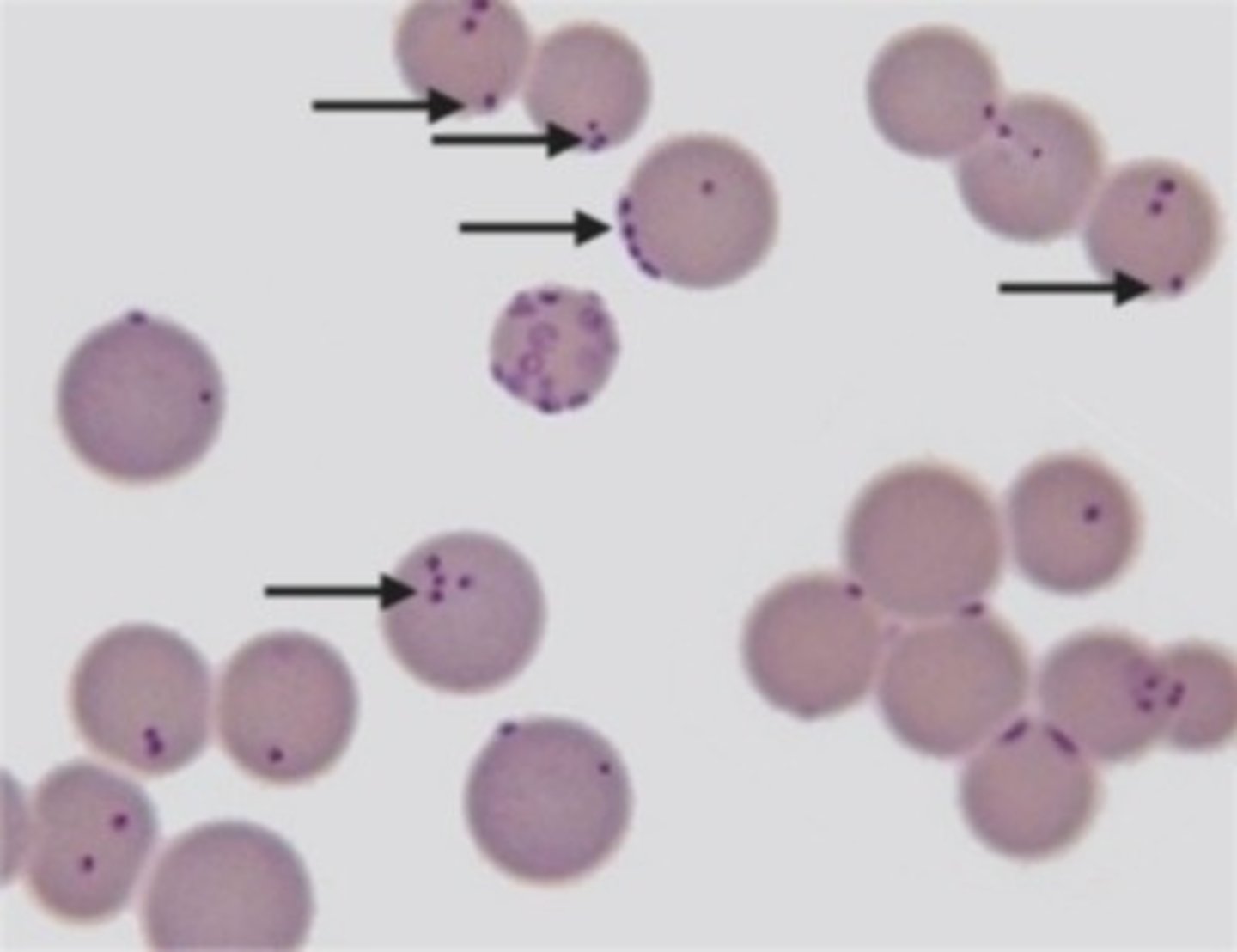 <p>some cells are only 0.2 μm in diameter</p>