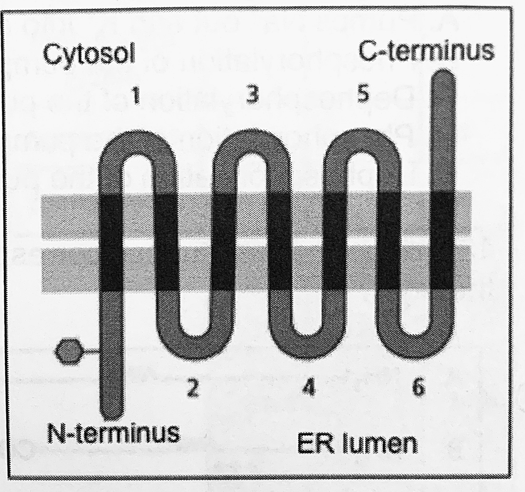 <p>What do you predict would be the effect of converting the first hydrophobic transmembrane domain into a hydrophilic domain of the multiples membrane protein shown on the right?</p>