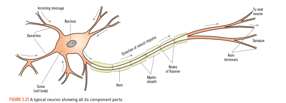 Soma/cell body - coordinates information coming into the cell and passes it on 

Dendrites - receive information from other neurons and deliver the information to the cell body 

Axon - nerve fibre that carries information away from the soma to other cells

Myelin sheath - fatty substance that insulates the axon from surrounding fluids and other neurons 

Axon terminal - end of neuron’s axon that fibre links with other dendrites 

Synapse - microscopic gap between neurons 