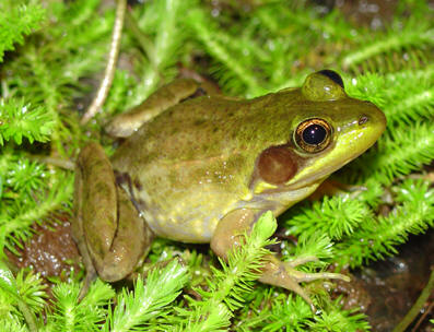 <p>FL bog frog habitats/range</p>