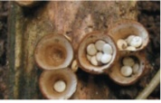 <p>Fungal division known as club fungi; reproduce sexually via basidiospores.(coprinus, amanita)</p>