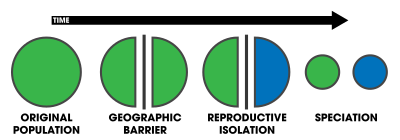 Occurs when a species separates into two separate groups which are isolated from one another.

A physical barrier (mountain range or a waterway) makes it impossible for them to breed with one another.