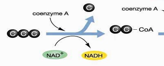 Preparation for the Krebs Cycle in Aerobic Respiration

\
Pyruvic acid (3C) → acetyl CoA (2C) + CO2

1 NADH formed per pyruvate conversion