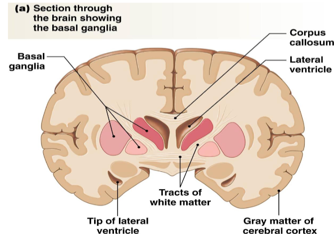 <p>controls voluntary movement, procedural learning, cognition and emotion</p><p>also part of the planning process of producing a movement</p>