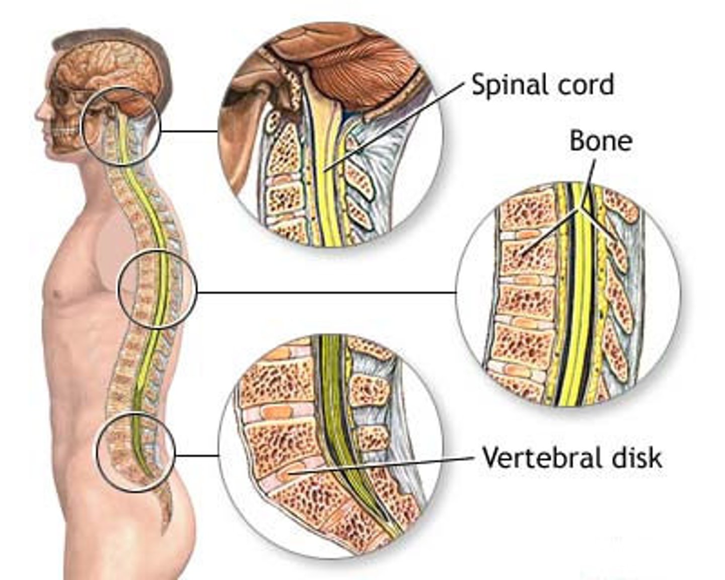 <p>no obvious signs or symptoms are possible; swelling and bruising; numbness, tingling or loss of feeling in arms and legs; unable to move arms or legs; pain, difficulty breathing; shock</p>