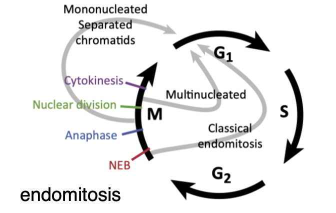 <p>mitosis occurs but doesn’t result in cellular division</p><ul><li><p>if the nucleus divides- multiple nuclei</p></li><li><p>if not - 1 nucleus</p></li></ul>