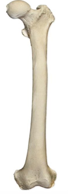 <p>Long bones</p>