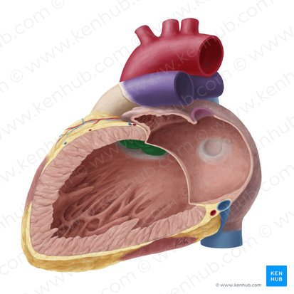 <p>Valve that regulates flow between left ventricle and aorta.</p>