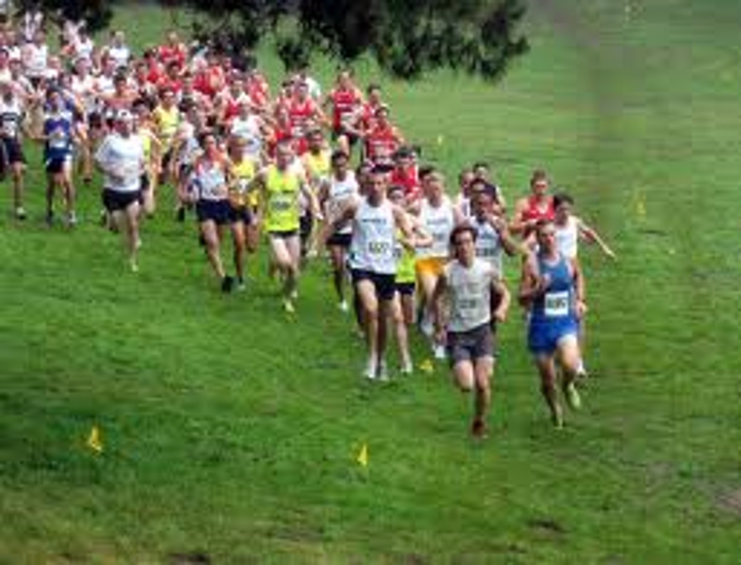 <p>cross-country race</p>