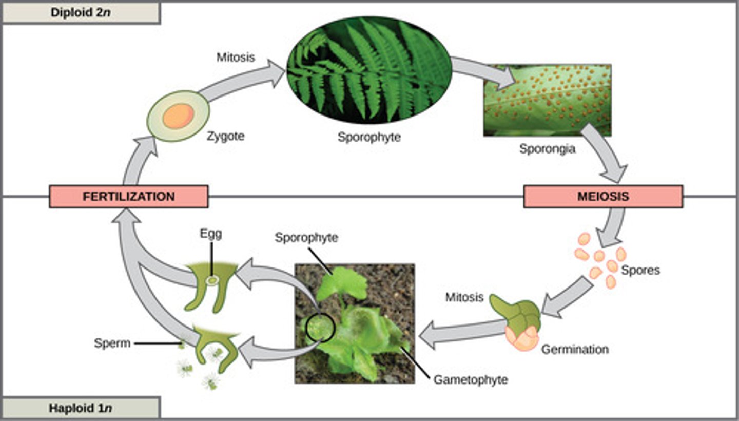<p>meiosis</p><p>(Note: known as</p><p>alteration of generations)</p>