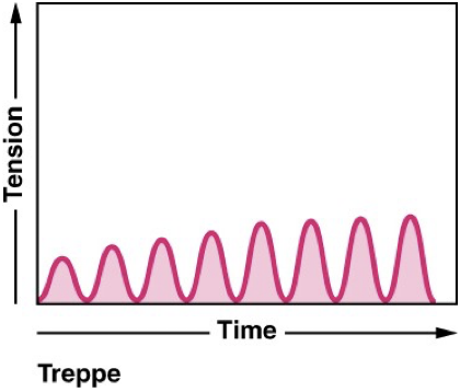 muscle tension increases gradually