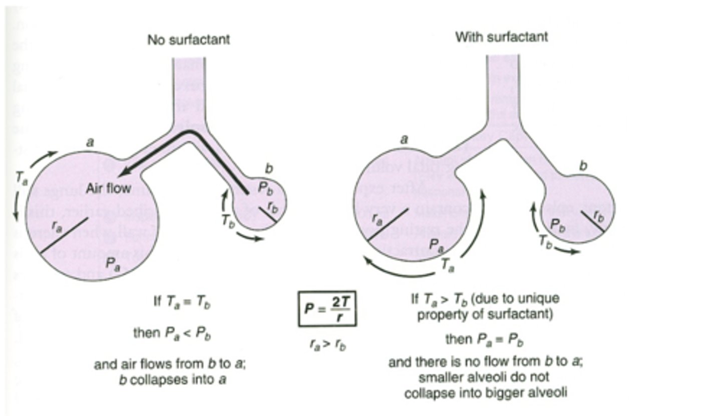 <p>surfactant decreases water-water interactions to lower surface tension ==&gt; prevents alveoli from collapsing due to surface tension (esp the smaller ones) </p><p>*If surface tension is constant smaller alveoli will have a tendency to collapse into larger ones==&gt; surfactant allows the surface tension to vary with the radius (equalizes the surface tension in both alveoli to prevent collapse) </p>
