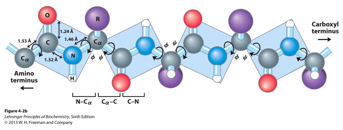 <p>What are the common angles of phi and psi bonds and why can’t they be any value?</p>
