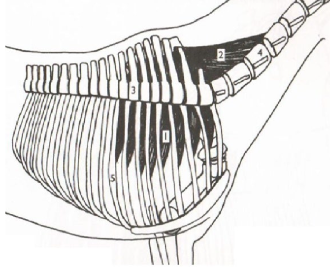 <p>What is this muscle? What is it’s purpose? Where does it originate and insert? (1&amp;2)</p>