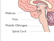 <p>Midbrain: top</p><p>Pons: Middle</p><p>Medulla (Medulla Oblongata)</p>