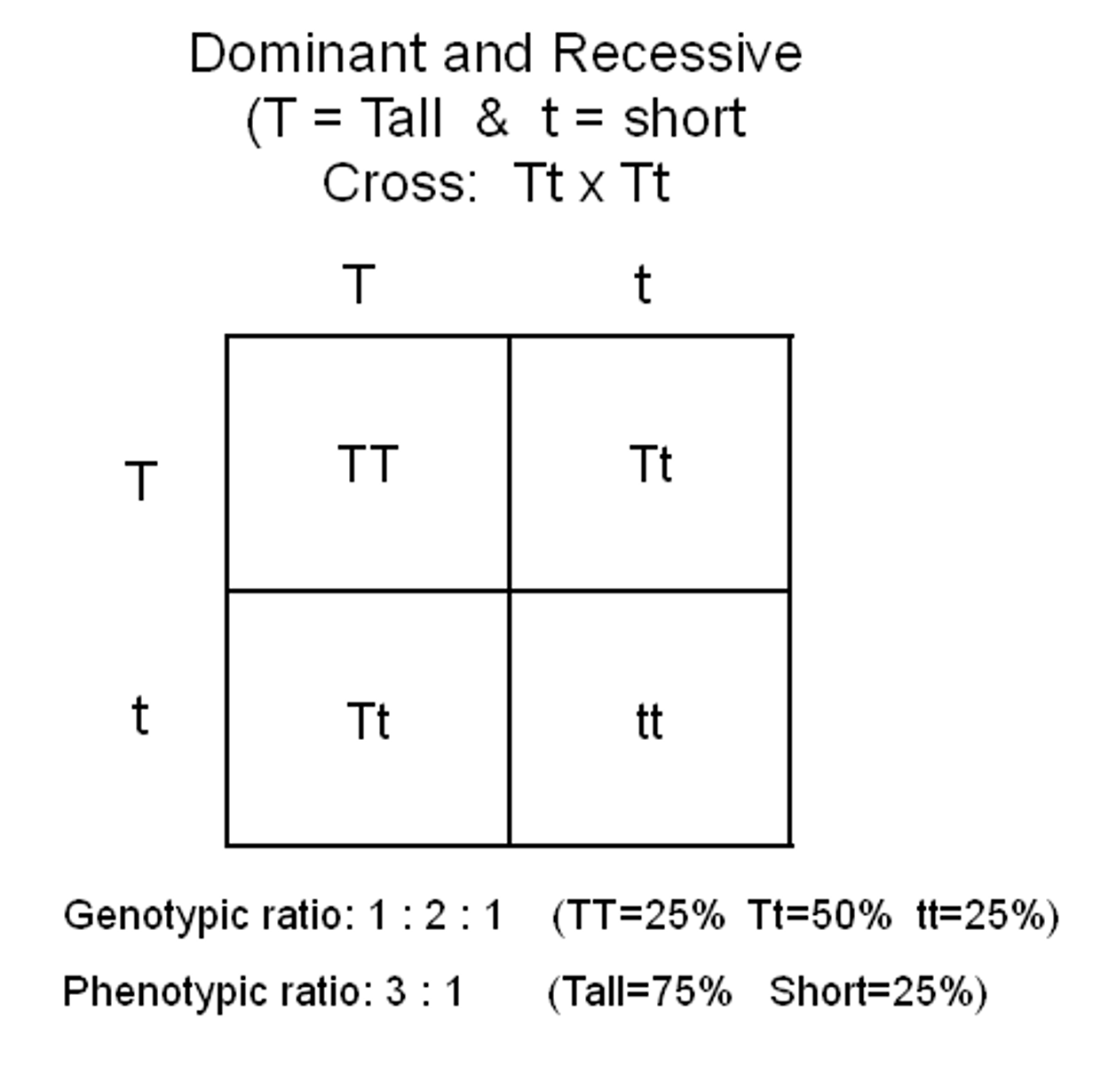 <p>A genetic cross that involves only 1 gene</p>