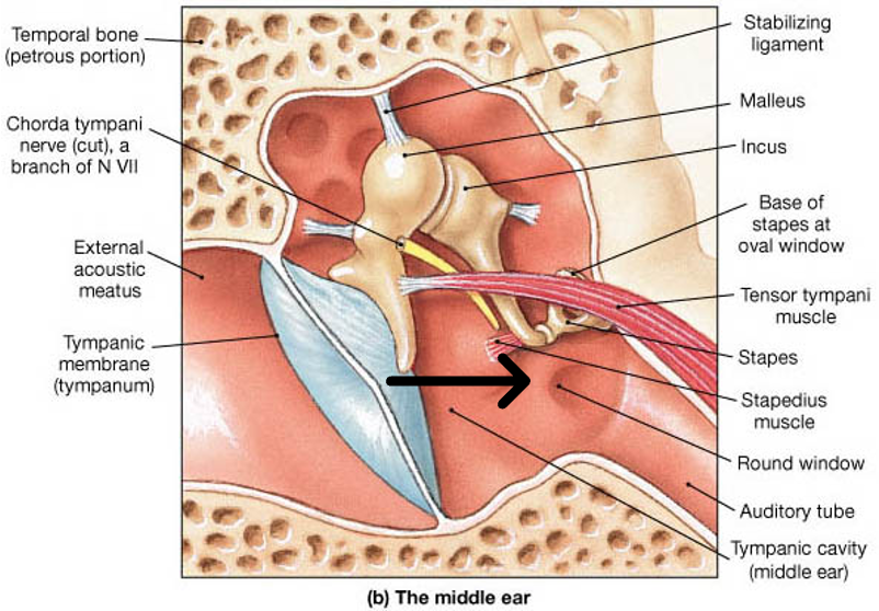 <p>innervation: CN VII</p>