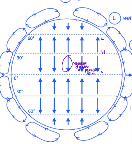 <p>Consistent patterns of air movement at the earths surface. (H to L / dry to wet)</p>
