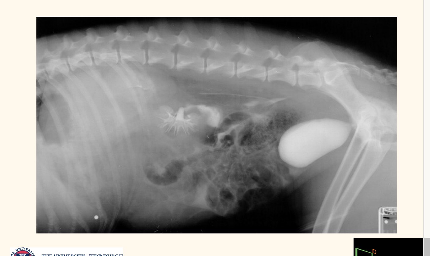 <p>what deos this contrast radiography shoe</p>