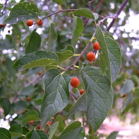 <p>Celtis laevigata</p>